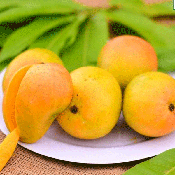 buy-salem-wholesale-mangoes-suppliers-online