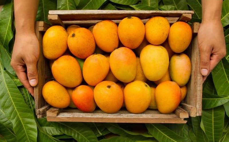 buy-salem-wholesale-mangoes-suppliers-online