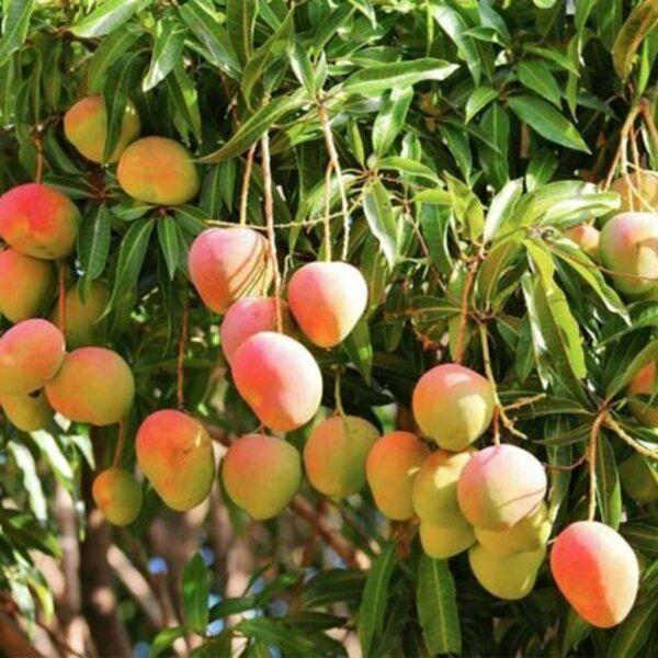 buy-salem-wholesale-mangoes-suppliers-online