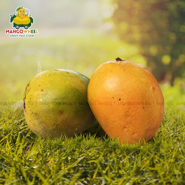 Buy Alphonso Mango Online Fresh and Flavorful Mangoes Delivered to