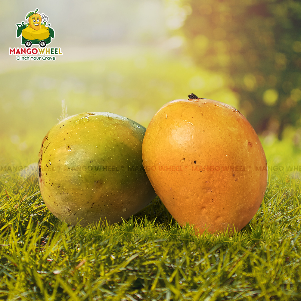 Alphonso Mango Online Fresh and Flavorful Mangoes Delivered to Your Doorstep