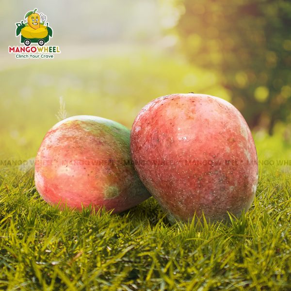 Buy Sendura Mango Online Fresh and Authentic Mangoes Delivered to