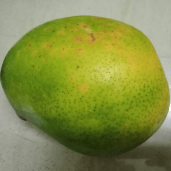 Buy Kudath Mango Online Fresh and Authentic Mangoes Delivered to Your